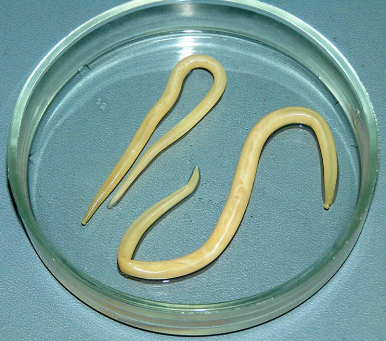Asarids