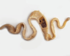 Txerri tapeworm