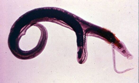 Schistosomes parasito ohiko eta arriskutsuenetako bat dira